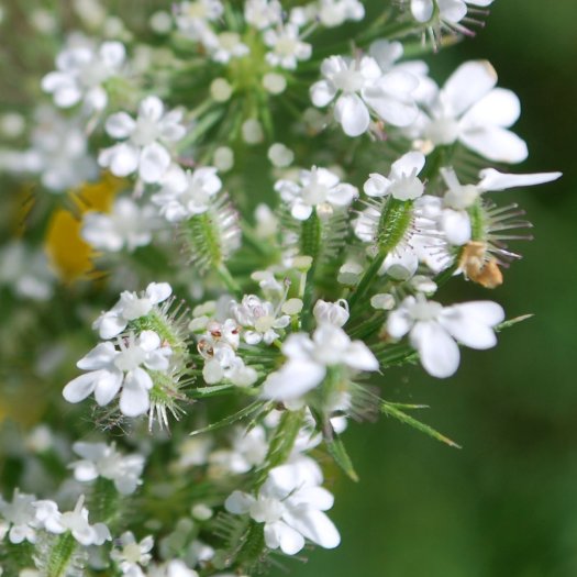 Daucus carota
